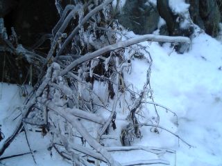 凍りついた枝